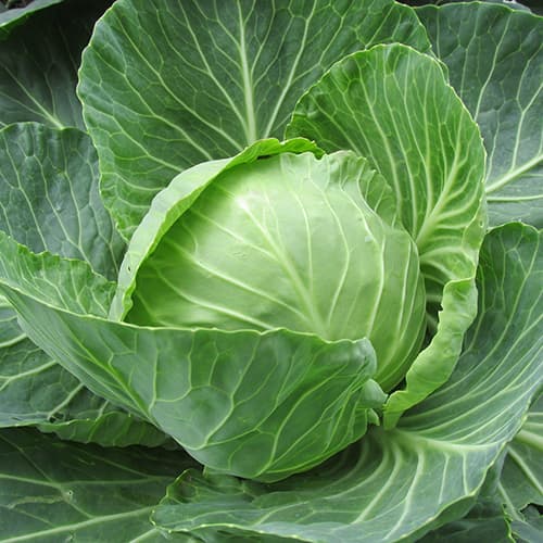 Jeju Cabbage
