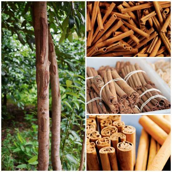 True Cinnamon from Indonesia_ Herbs and Spices