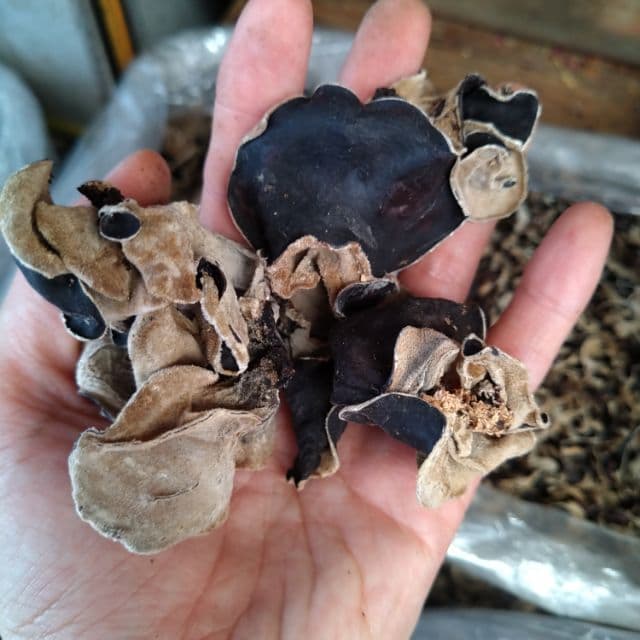 Black fungus wholesales cheap price from Vietnam_Dried wood ear mushroom good price export