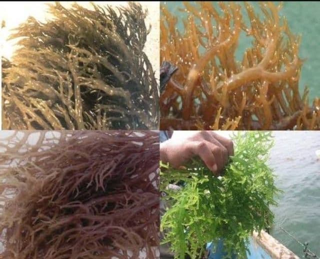 Cottoni Seaweeds _ Gellidium Seaweeds  _ PA Gellidium Seaweeds CV JARING INDO PERKASA