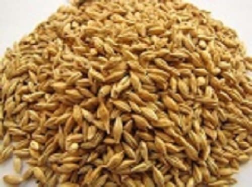 best quality grade barley grains good price