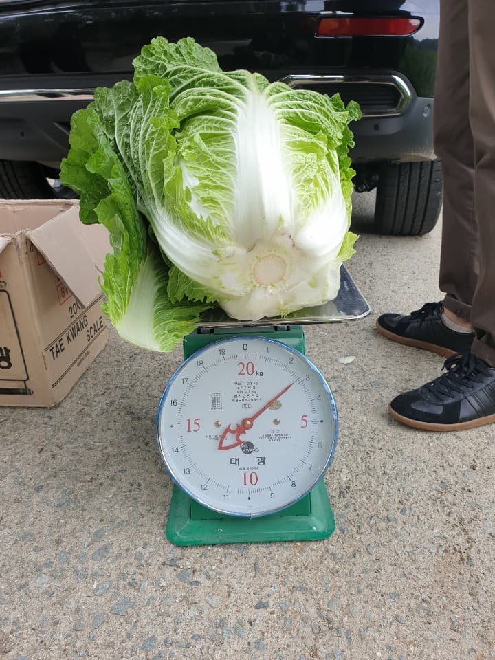 FRESH CHINESE CABBAGE