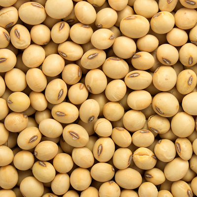 good quality grade yellow soybeans whole sale price