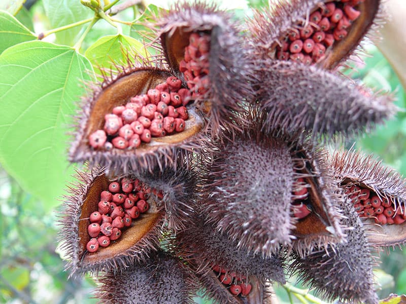 Natural annatto seeds food grade for seasoning cheap pest price from Safimex factory Vietnam