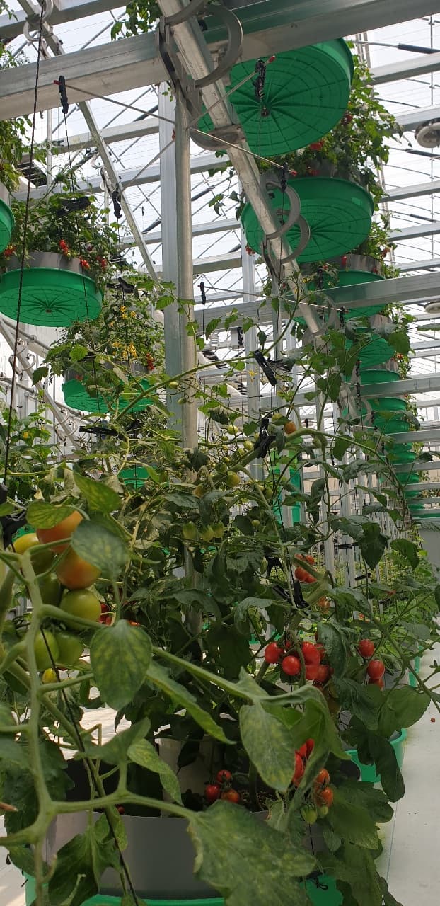 smart farm_ innovative agricultural controllable system_ cultivation tray moving greenhouse
