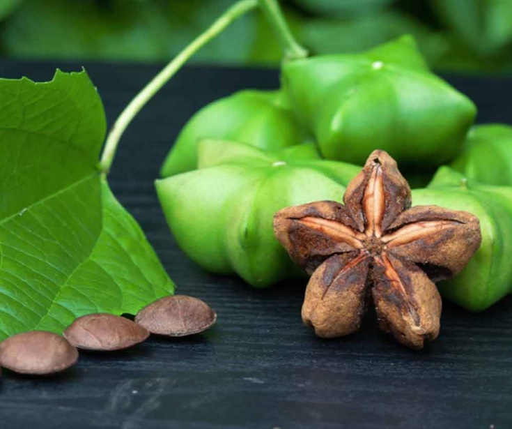 Spices _ Herbs Products_ Sacha Inchi _Plukenetia volubilis_