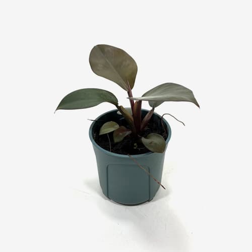 Philodendron Emerald Green _ Houseplants or Indoorplants