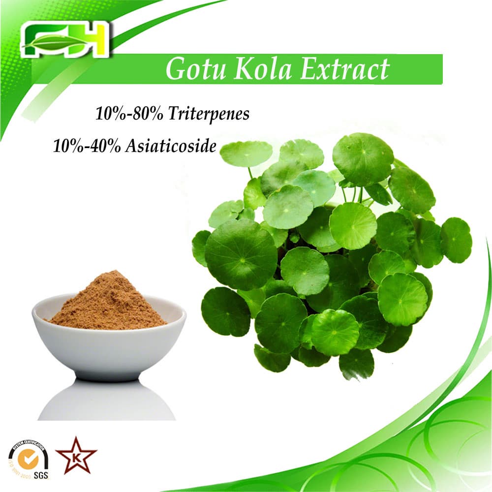 Centella asiatica Triterpenes Asiaticoside Gotu Kola Extract | tradekorea