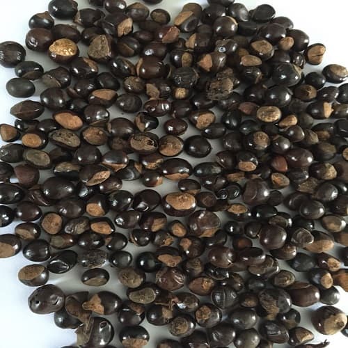 Guarana Seeds