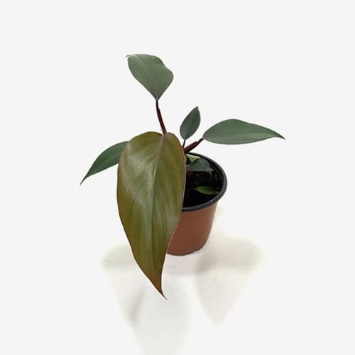 Philodendron Royal Queen _ Houseplants or Indoorplants