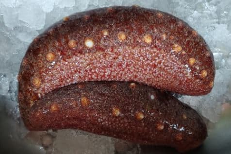 Fresh and dried sea cucumber_ Black _ Blue_ Red from South Korea_