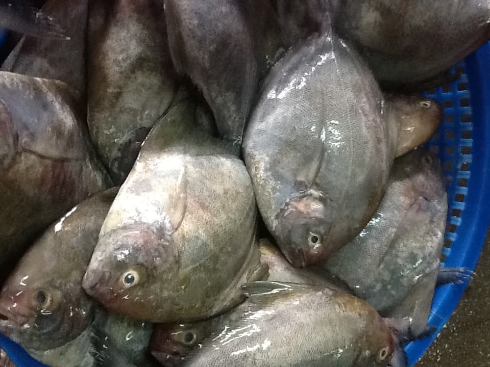 Pomfret Fish | tradekorea