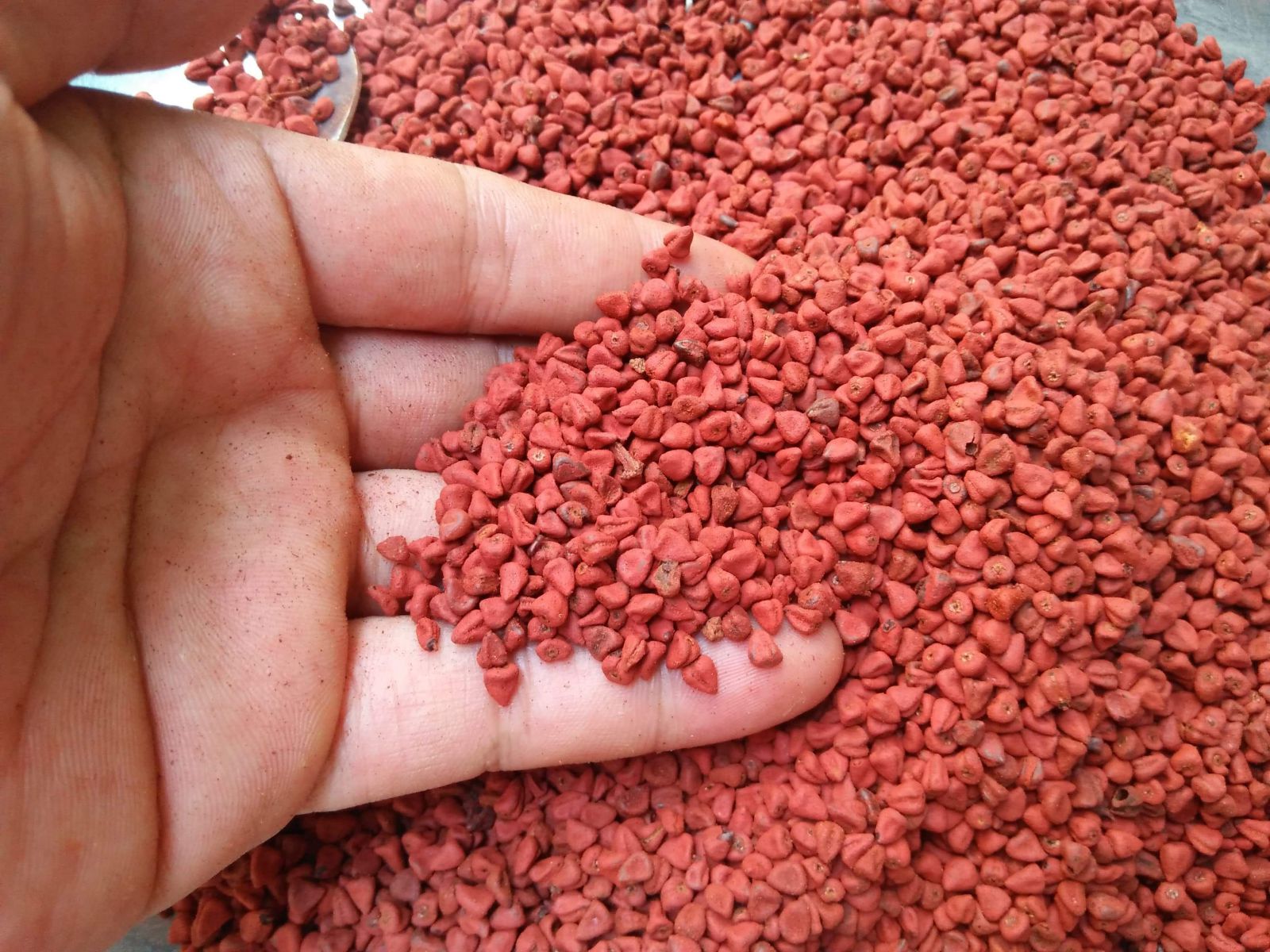 Annatto seeds for seasoning from Vietnam supplier