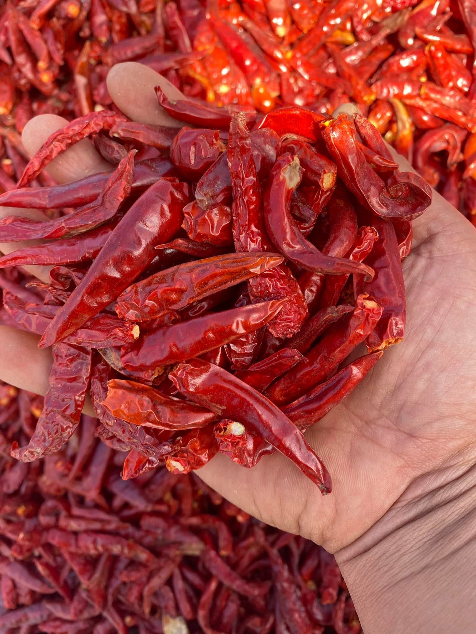 Dried red chili for grinding with good price from Vietnam