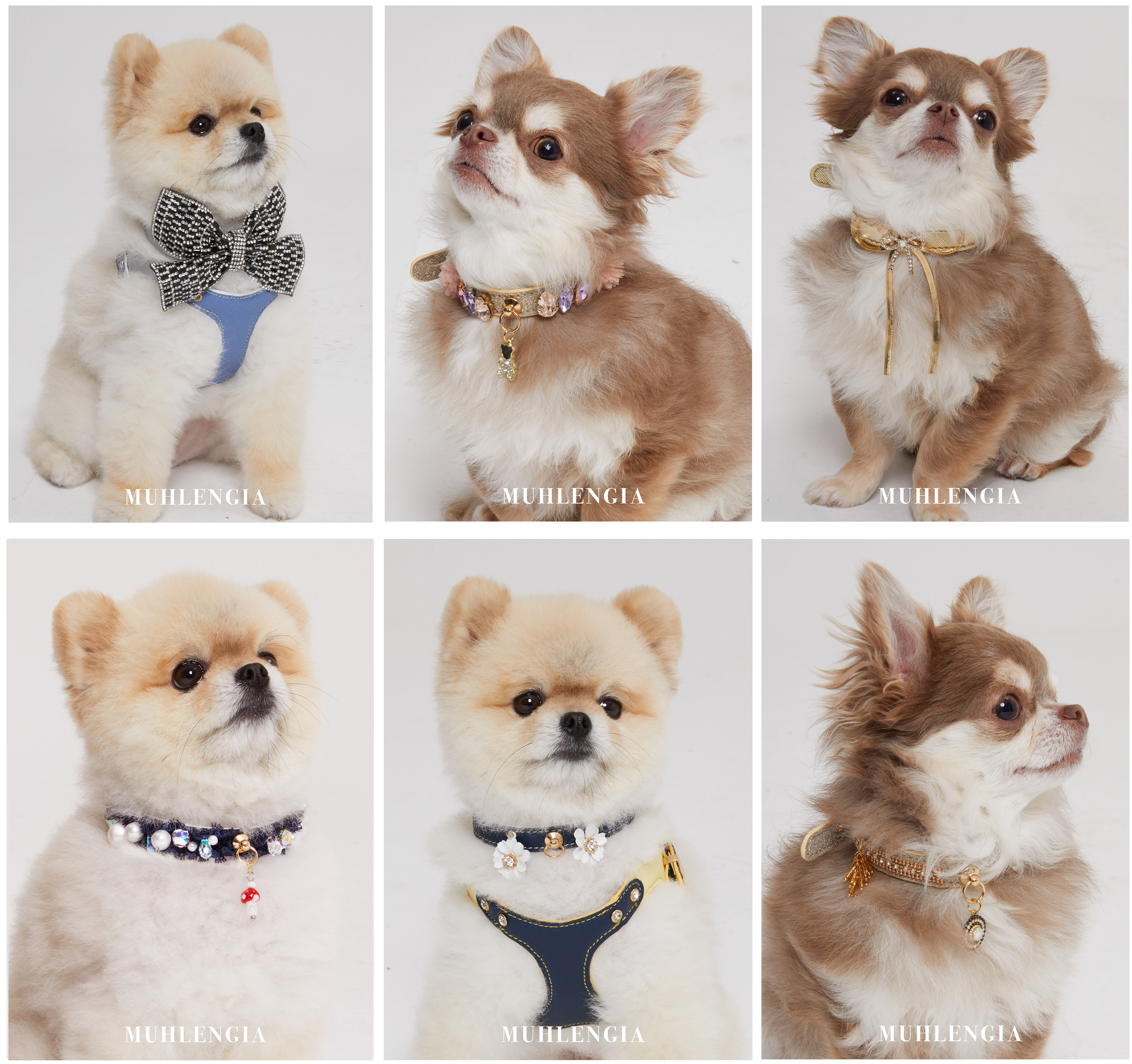 Pet crystal collars for dogs and cats