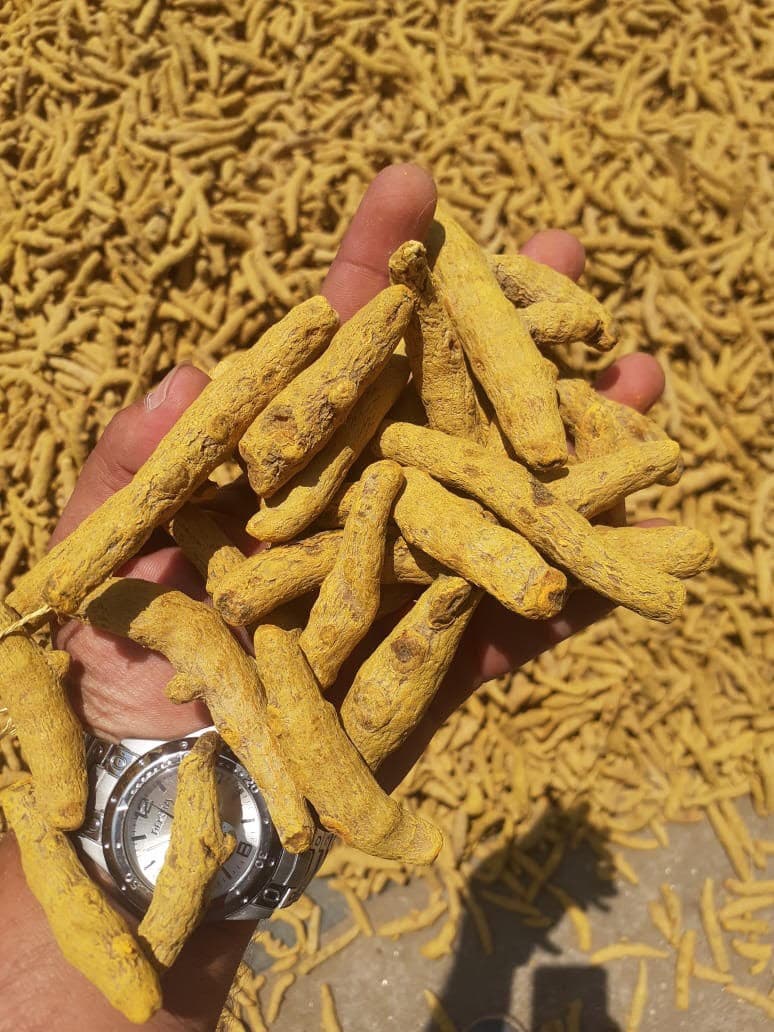 Dried Turmeric Finger Wholeshape in Vietnam new crop 2023_Dry Turmeric Fingers New Harvest