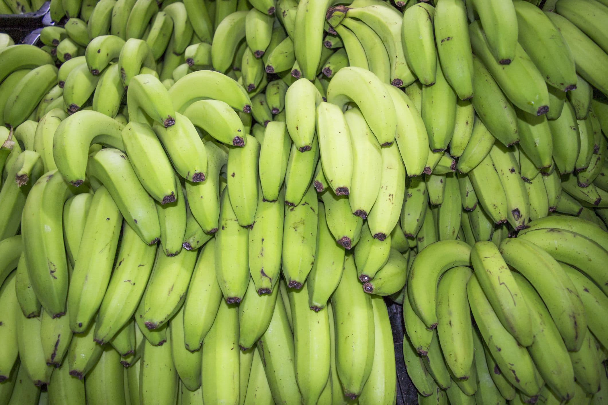 Можно есть зеленые бананы. Кавендиш банан. Зеленые бананы. Сорт зеленых бананов. Созревший банан.