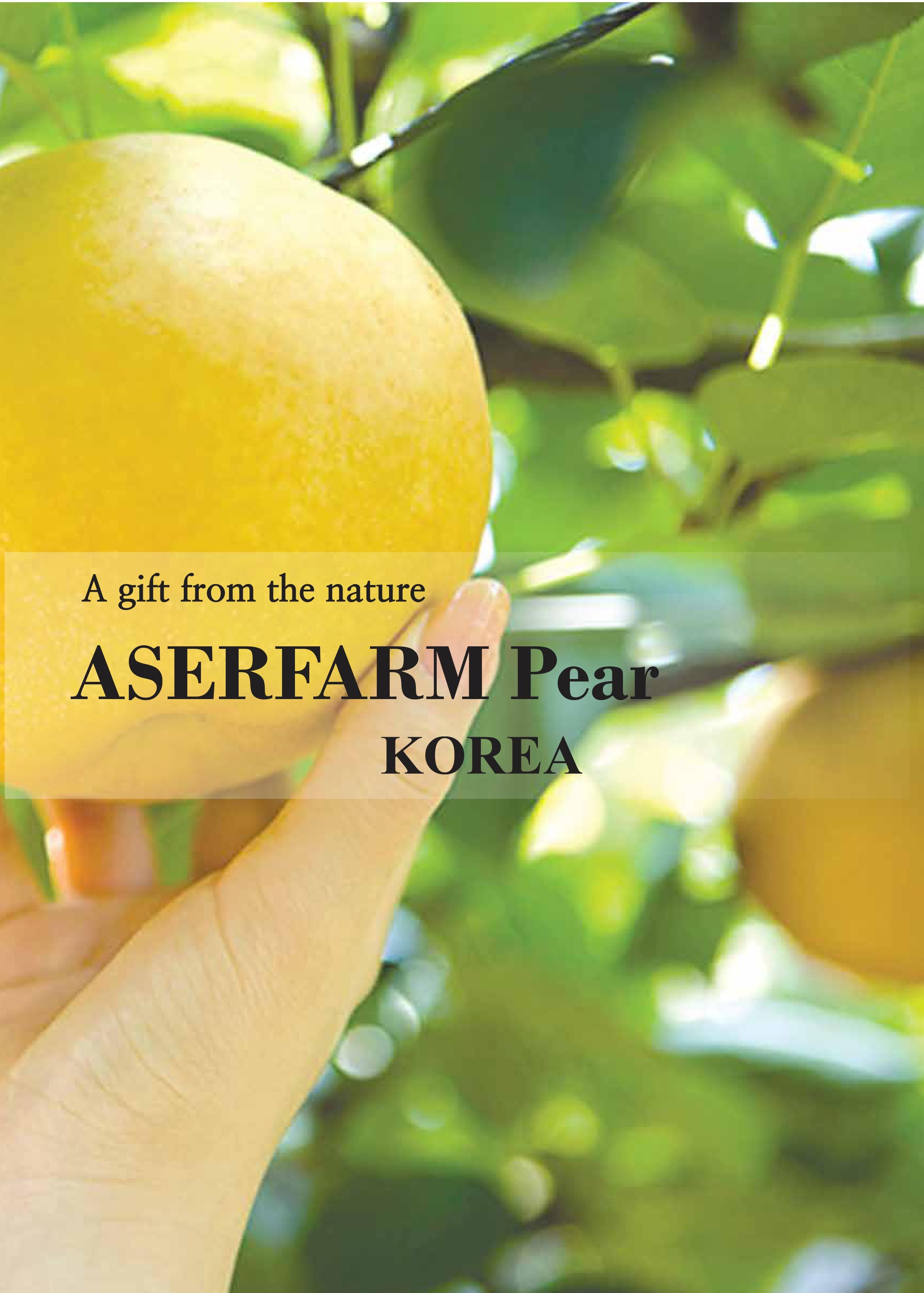 Korea Pear