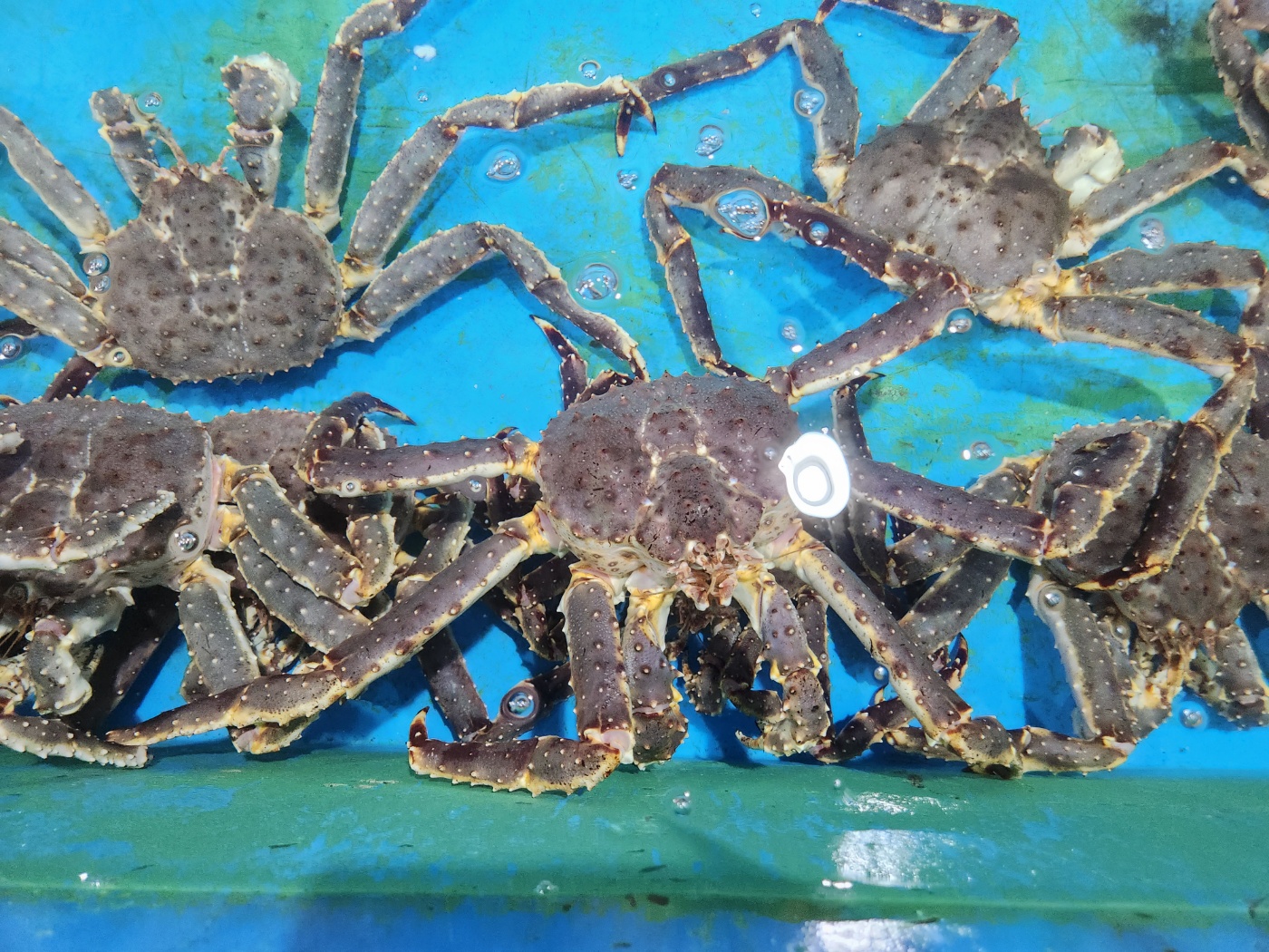 Russia King Crab