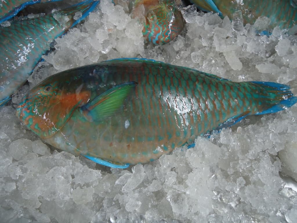 Frozen Parrotfish