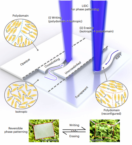 PHASE_PATTERNED LIQUID CRYSTAL ELASTOMER