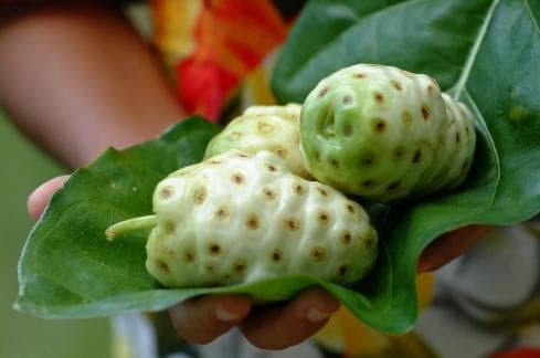 Noni fruit _ root _ leaves