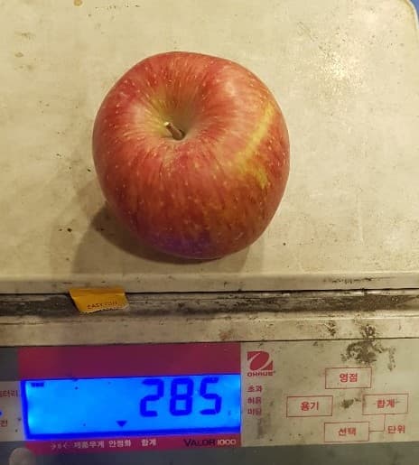 Korean Fuji Apple