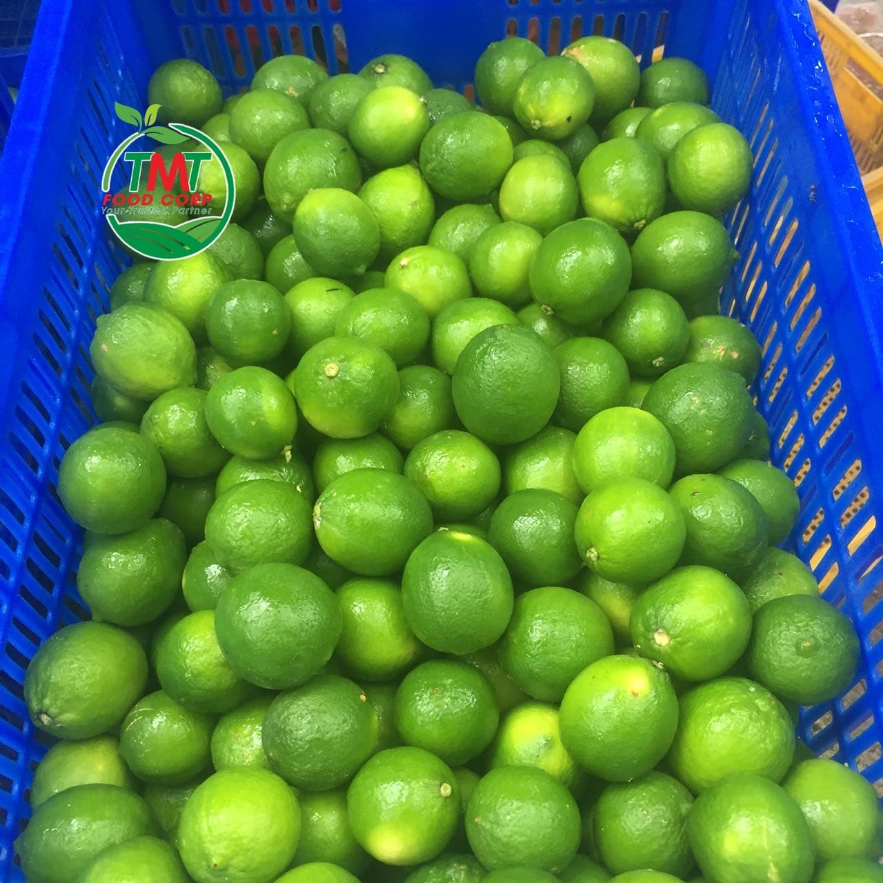 FRESH SEEDLESS LIME FROM VIET NAM