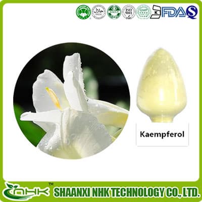 Kaempferol powder | tradekorea