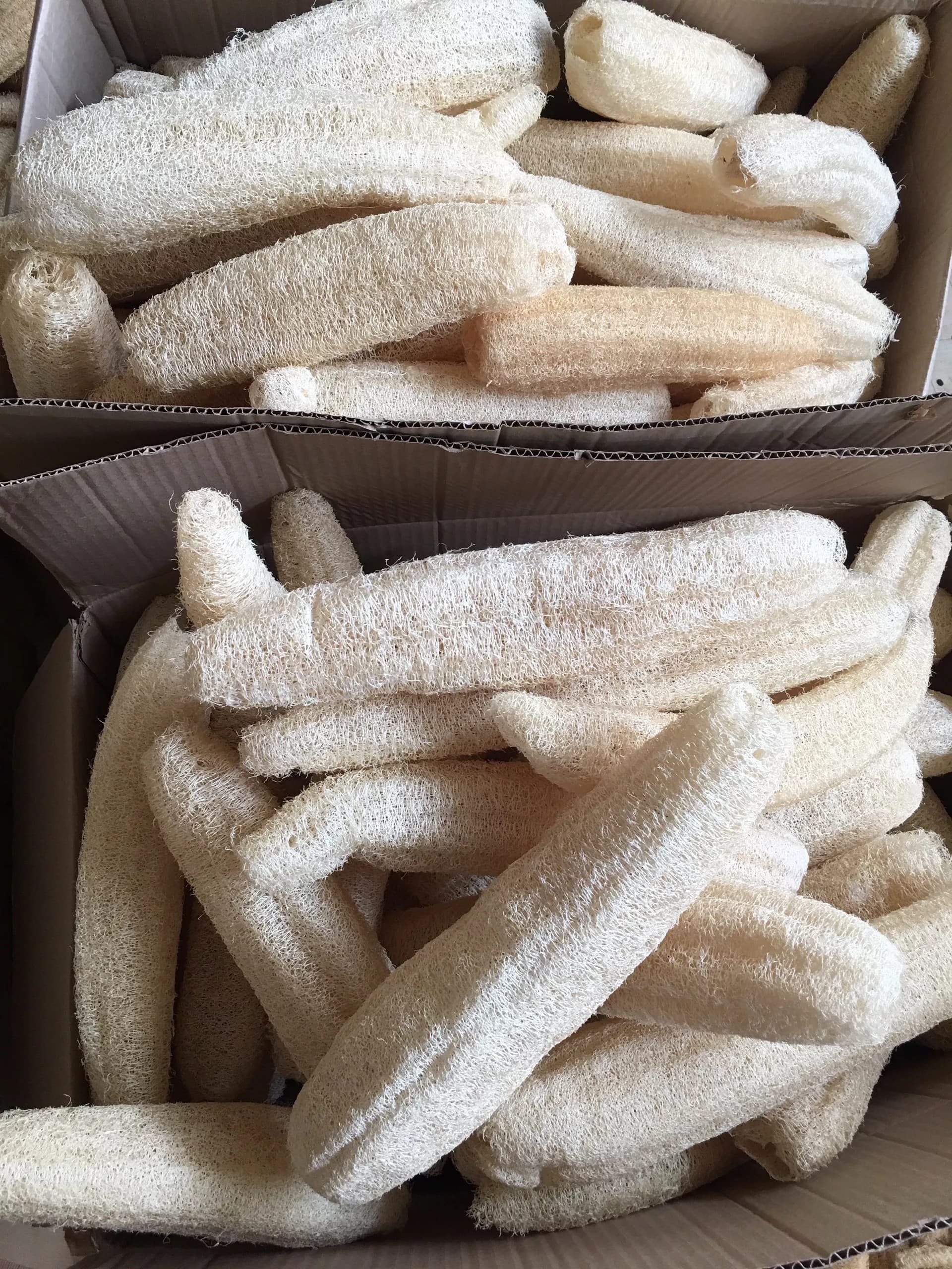 Natural loofah no chemical high quality for export_Natural loofah full sizes export for Korea market