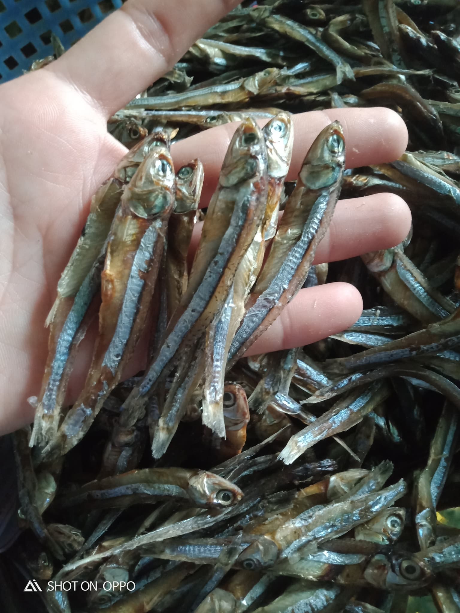 Sun dried anchovy whole shape various sizes from Vietnam_Dried baby anchovy for sale