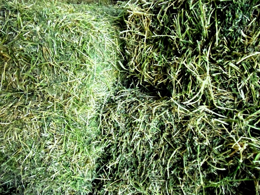 Alfalfa Hay | tradekorea