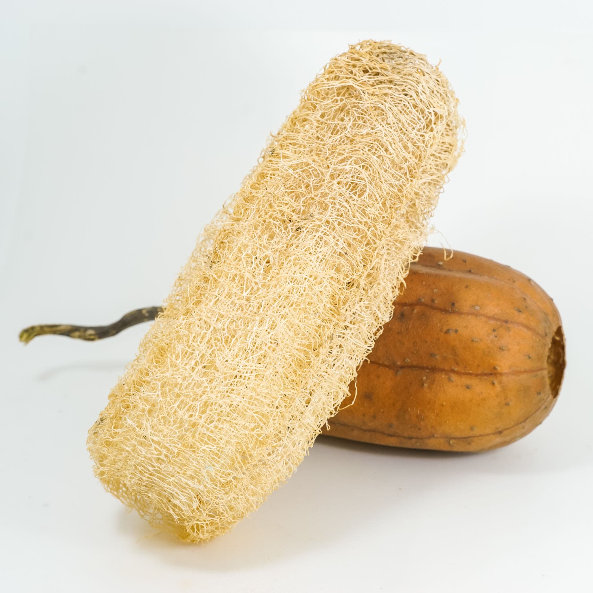 Wholesales natural loofah all sizes no chemical_Supply natural loofah sponge from Vietnam