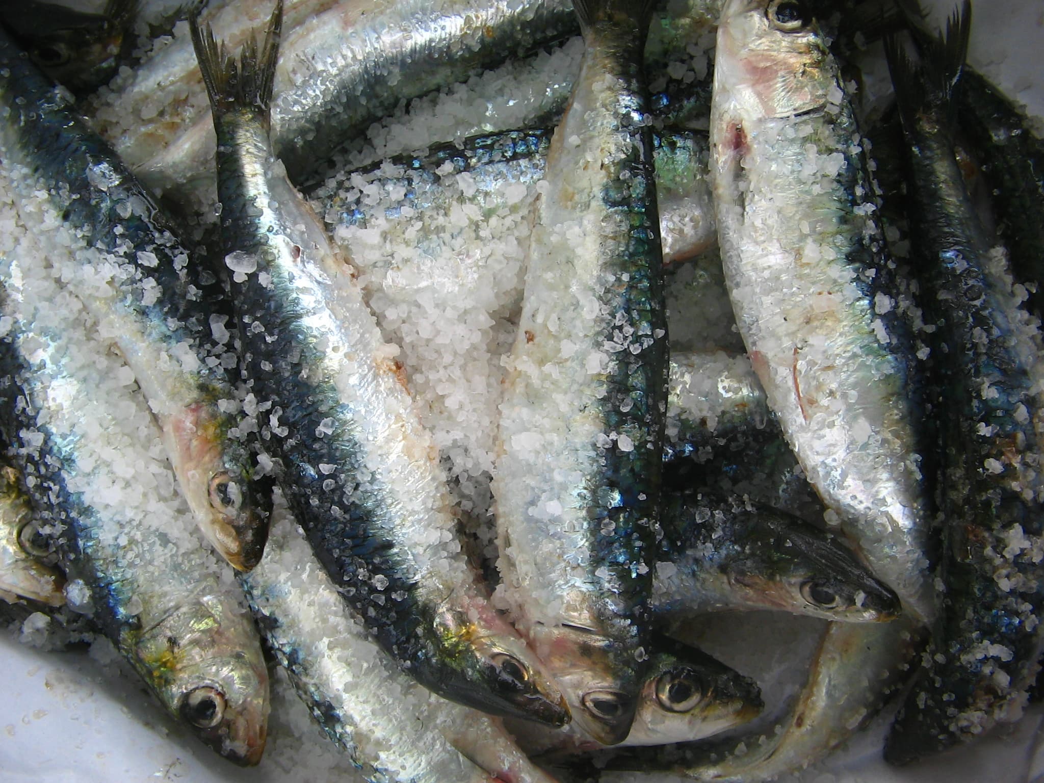Oscar Fish,Tuna Fish,Mackerel Fish, Sardine | tradekorea