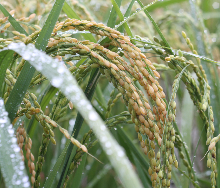Organic Germinated Brown Rice | tradekorea