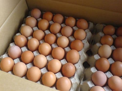 Brown_White Fresh Table Chicken Eggs_ Chicken eggs in bulk