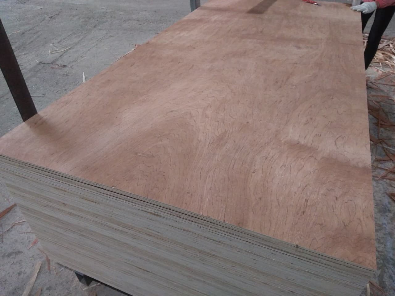 Core sand plywood Bintangor face back with cheap price