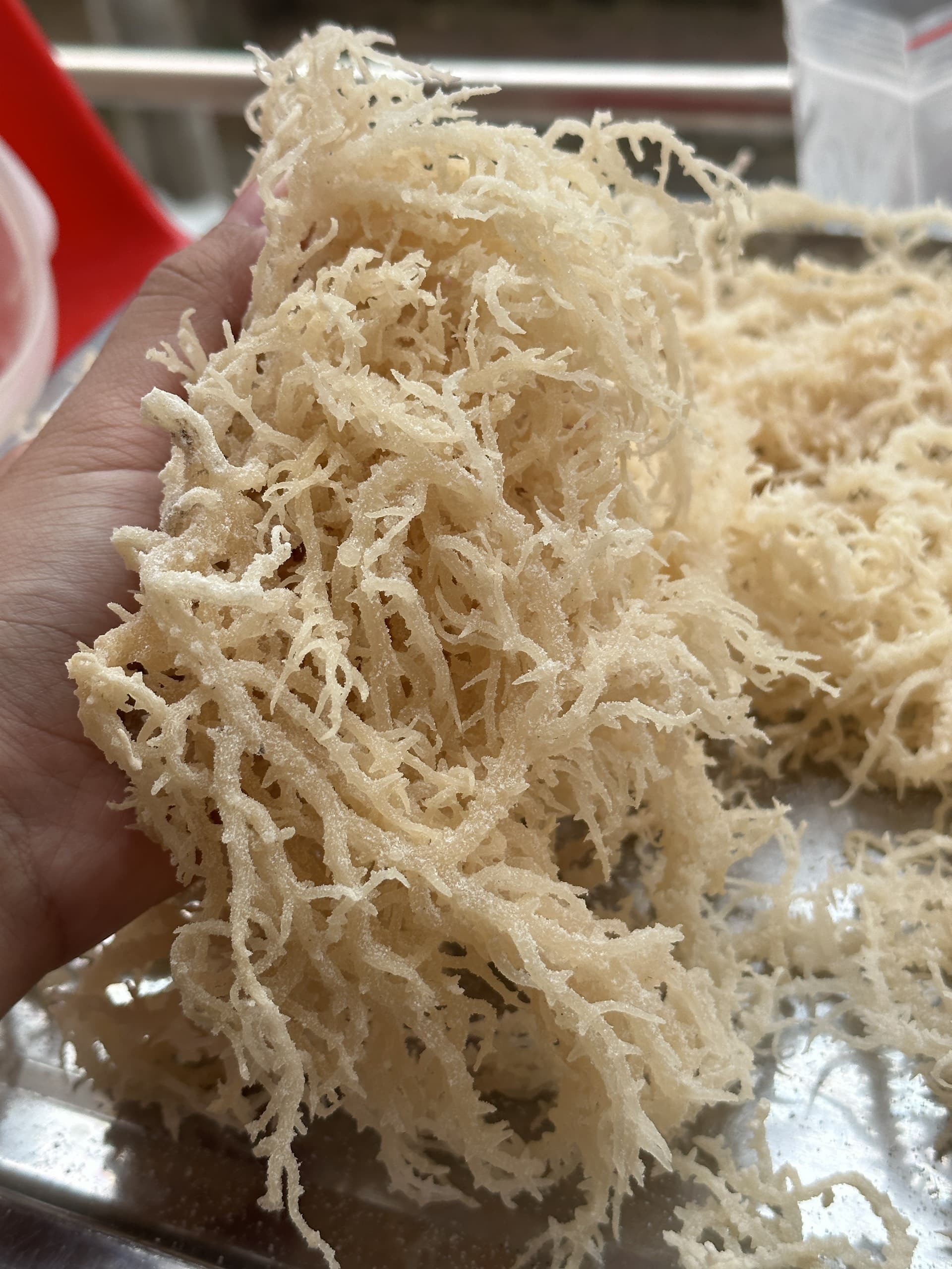 Dried Eucheuma Cottonii cheap price from Vietnam_Dried Eucheuma seaweed good price 2024