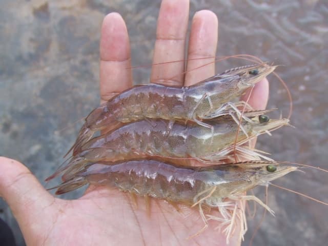 Vannamei shrimp, Black Tiger Shrimp