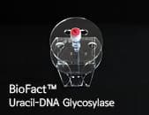 BioFact Uracil-DNA Glycosylase