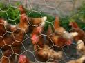 Chicken Wire Netting For Sale
