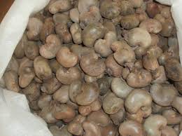 Raw Cashew nuts for sale