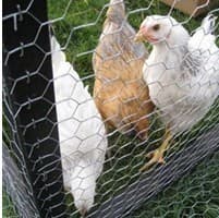 Chicken mesh