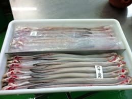 Frozen conger eel, Frozen japonica eel