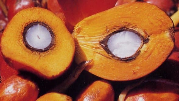 PALM OIL