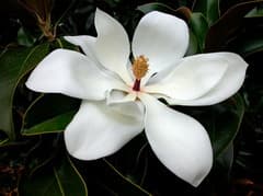 Magnolia P.E.