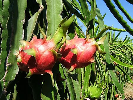 dragon fruit