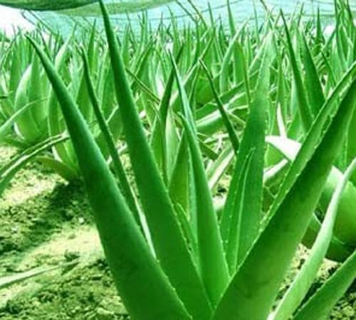supply Aloe emodin -Xi'an FTN Pharm.&Chem.Co.,Ltd.