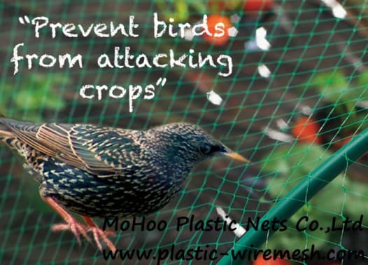 anti bird net&mesh protect netting&mesh