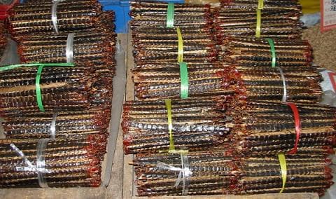 Dried Scolopendra Whild-caught From China
